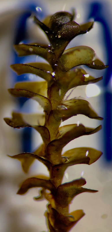 Marsupella sphacelata